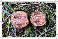 Hydnotrya bailii